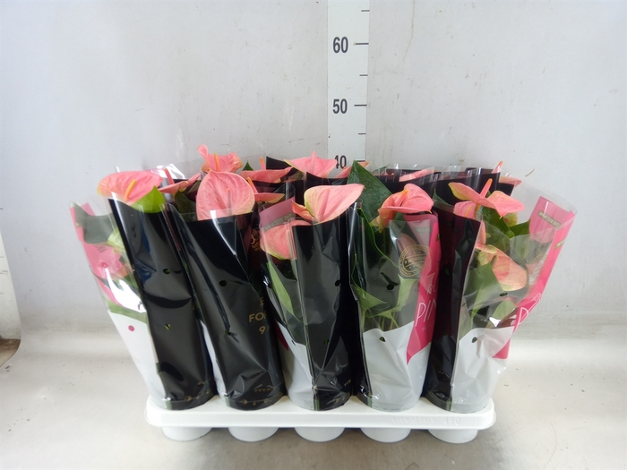<h4>Anthurium andr. 'Sweet Dream'</h4>