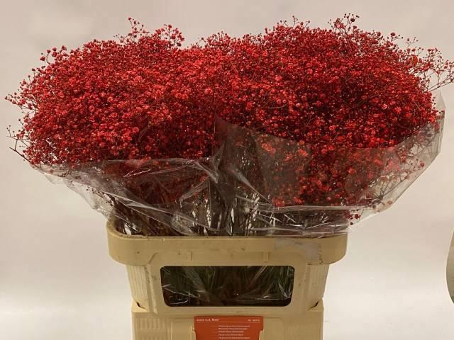 <h4>GYPS KLB H%</h4>