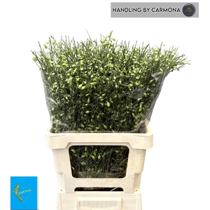 GENISTA HEIDEBREM BS