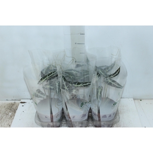 ALOCASIA PICOLLINI P12
