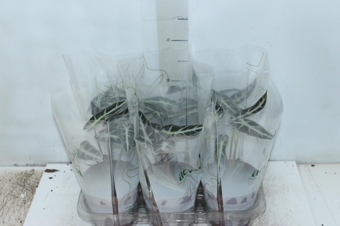 <h4>ALOCASIA PICOLLINI P12</h4>