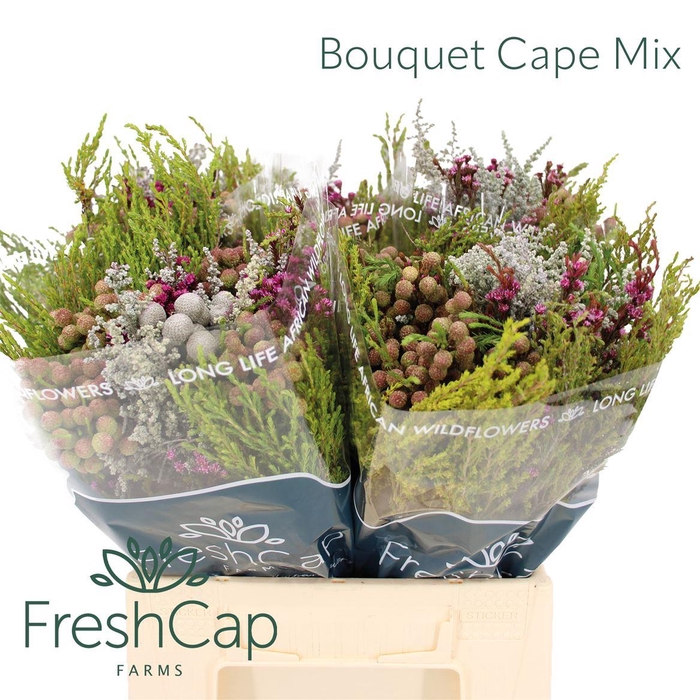<h4>Bouquet Cape Mix</h4>