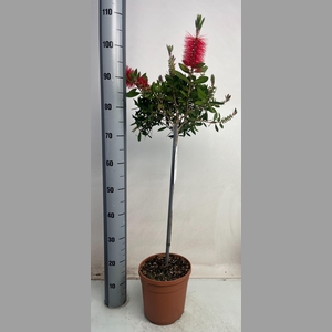 CALLISTEMON CITRINUS