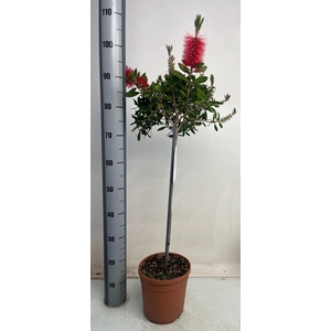 CALLISTEMON CITRINUS