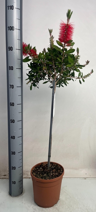 <h4>CALLISTEMON CITRINUS</h4>