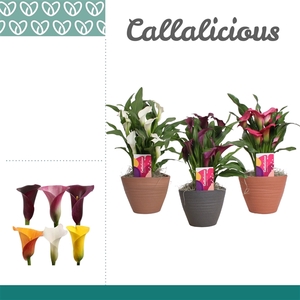 Zantedeschia Mix in Ompot Kaja