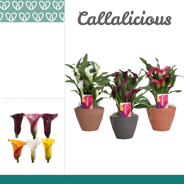 <h4>Zantedeschia Mix in Ompot Kaja</h4>