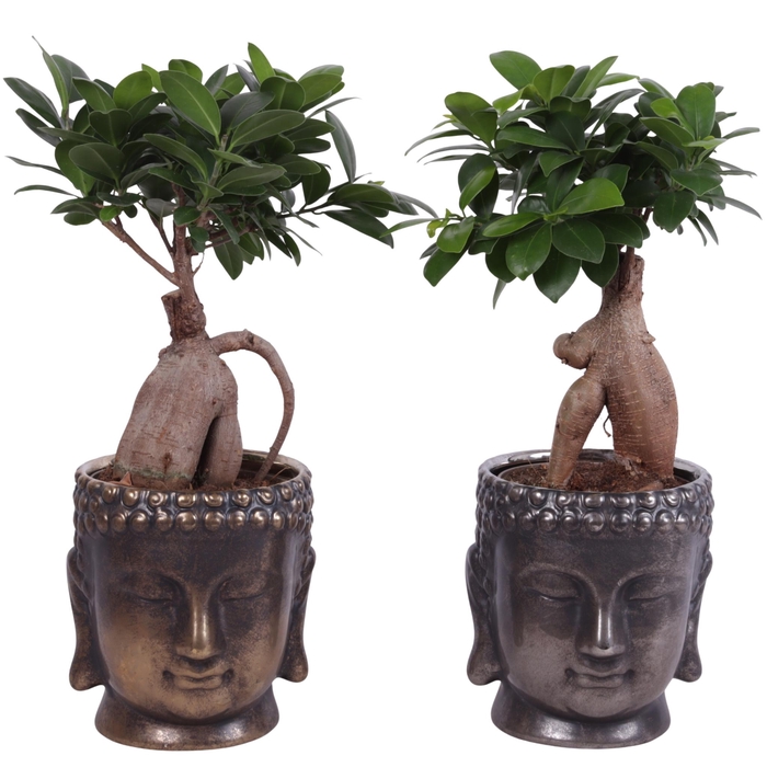 <h4>Ficus m. Ginseng Ball Shape Ø12cm in Ceramic Buddha G/S Ø15cm</h4>