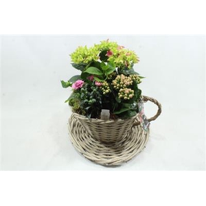 BU60 KOP/SCHOTEL HORTENSIA