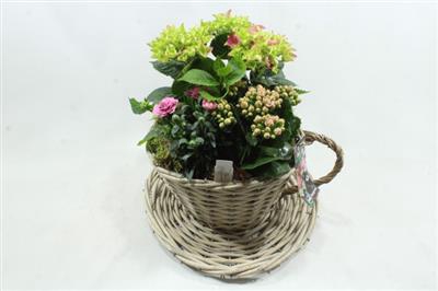 <h4>BU60 KOP/SCHOTEL HORTENSIA</h4>