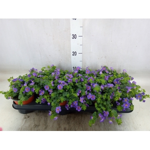 Sutera  'Blue Showers'