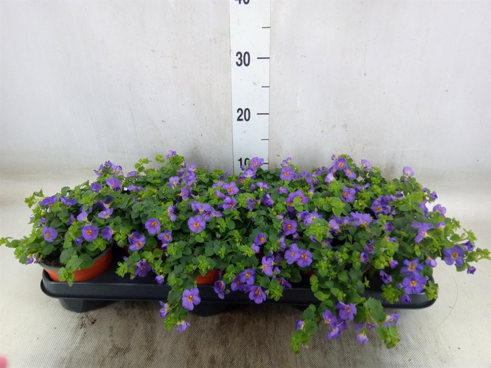 <h4>Sutera  'Blue Showers'</h4>