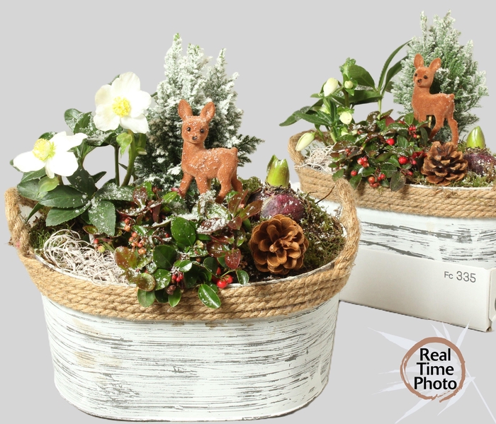 <h4>ARR TUINPLANTEN</h4>