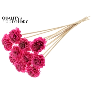 Shola Zinia 6cm on stem Wax Cerise