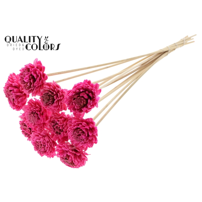 <h4>Shola Zinia 6cm on stem Wax Cerise</h4>