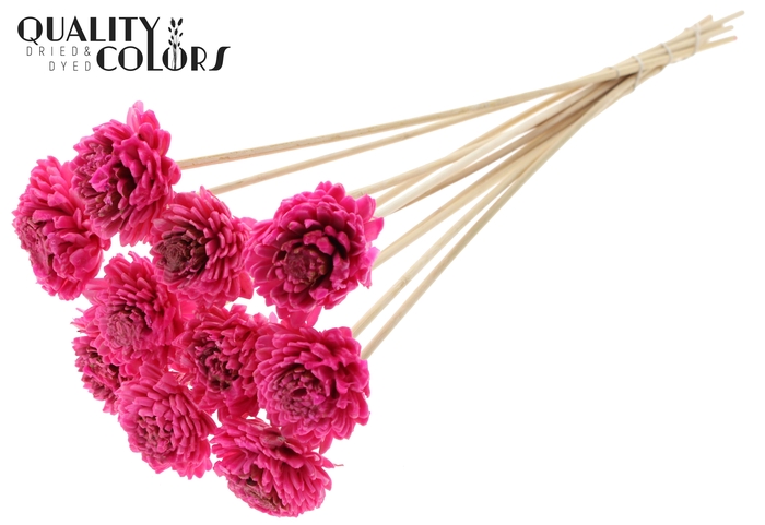 Shola Zinia 6cm on stem Wax Cerise