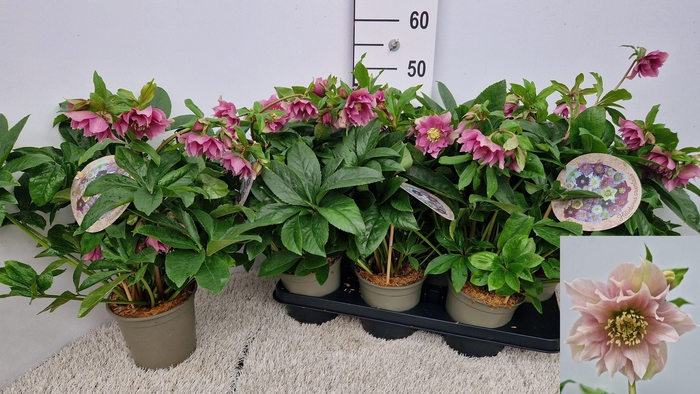 <h4>HELL ORIENTALIS</h4>