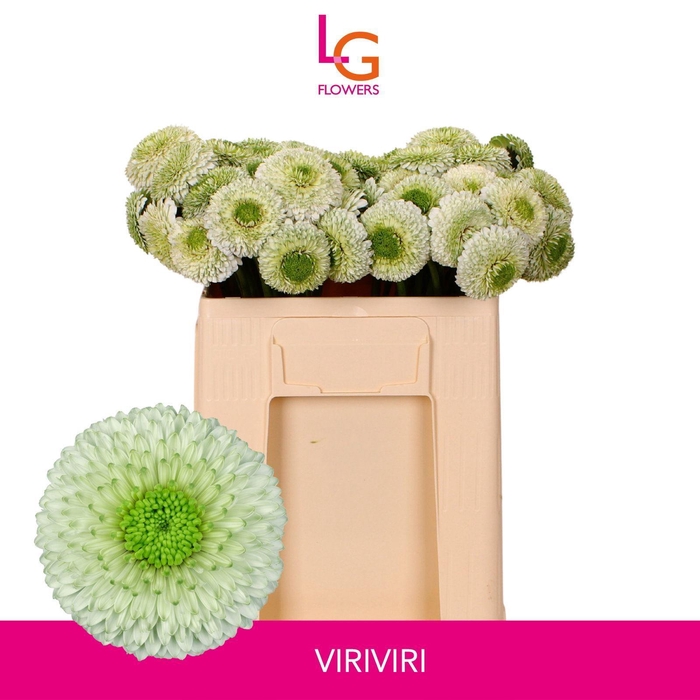 <h4>GERBERA BOLERO VIRIVIRI</h4>