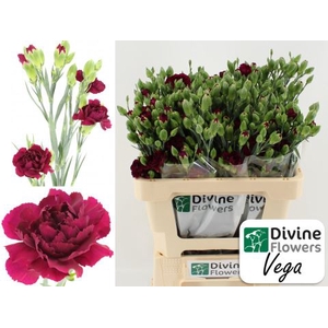Dianthus TR 'Vega'