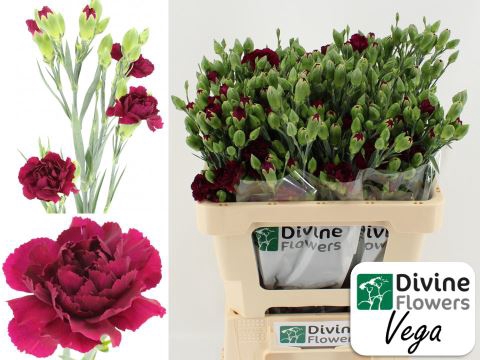 <h4>Dianthus TR 'Vega'</h4>