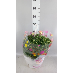 Chrysanthemum  'Skyfall'  ..mix