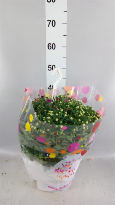 <h4>Chrysanthemum 'Skyfall' ..mix</h4>