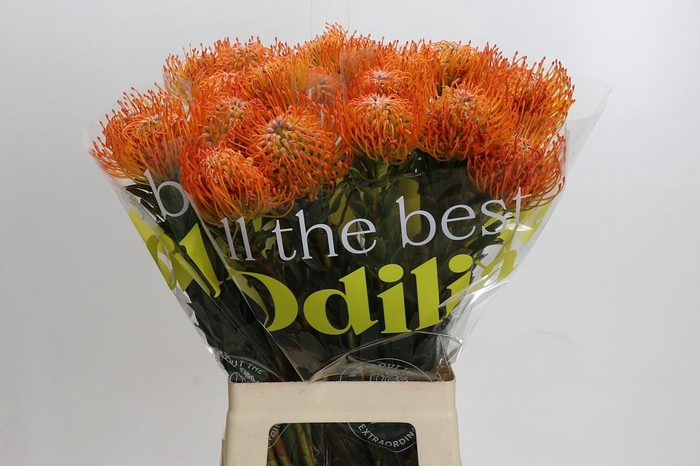 <h4>Nutans Ayoba Sun</h4>