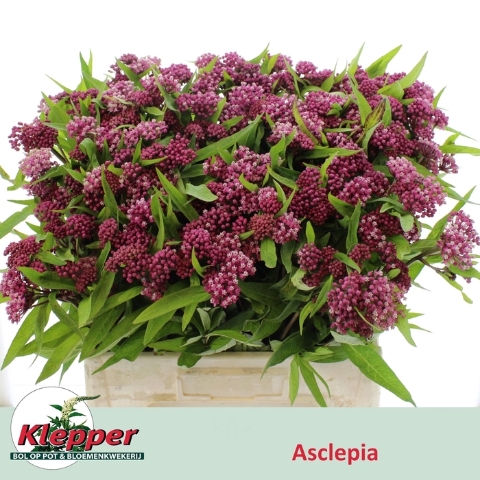 <h4>ASCL INC CINDERELLA</h4>