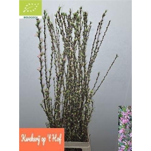 Prunus Comet
