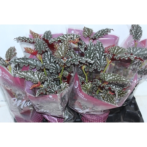 BEGONIA MACULATA SPOTLIGHT DARK P13