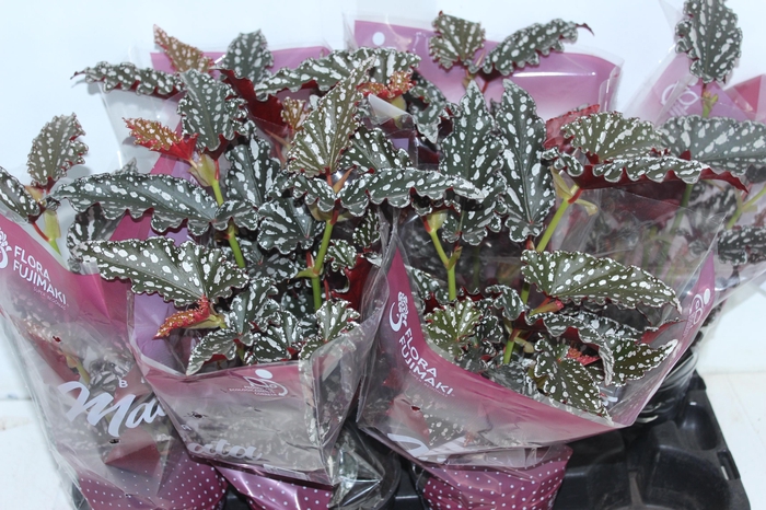 BEGONIA MACULATA SPOTLIGHT DARK P13