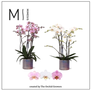 Mimesis Phal. Marvellous Mix - 50+ flowers 17cm in Didi Pearl ceramic