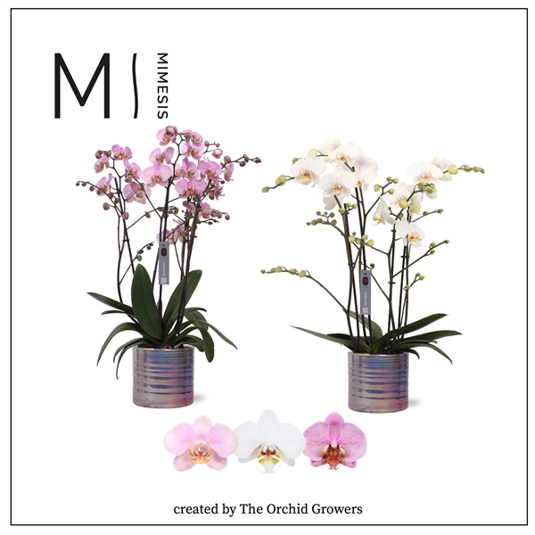 <h4>Mimesis Phal. Marvellous Mix - 50+ flowers 17cm in Didi Pearl ceramic</h4>