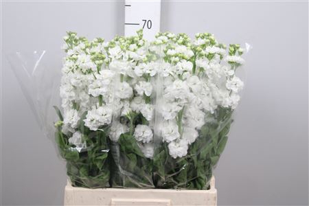 <h4>Matth Stox White</h4>