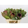 Protea Barbigera Early Mountain Queen