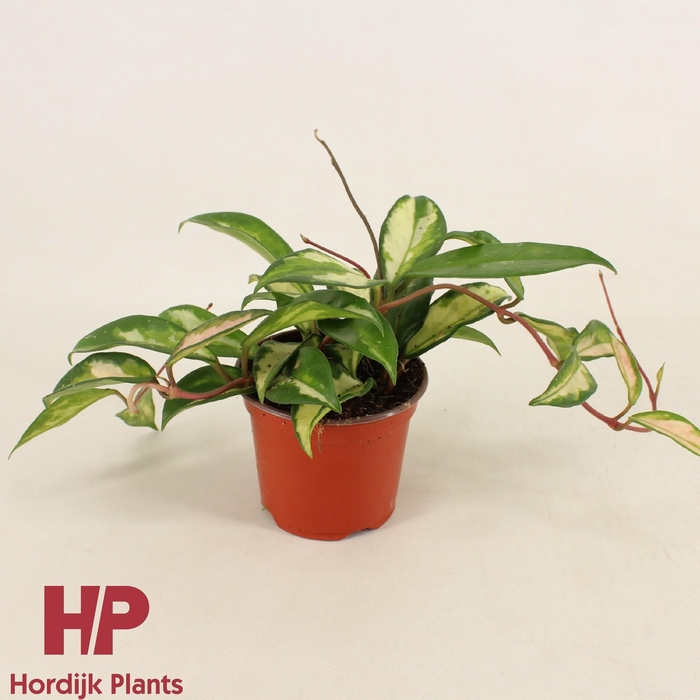 <h4>Hoya carnosa 'Tricolor Narrow Leaf' P9</h4>