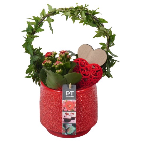 <h4>PTVMB4705 Arrangementen kamerplanten</h4>