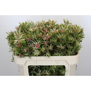 Leucadendron Ayoba Star Pearl