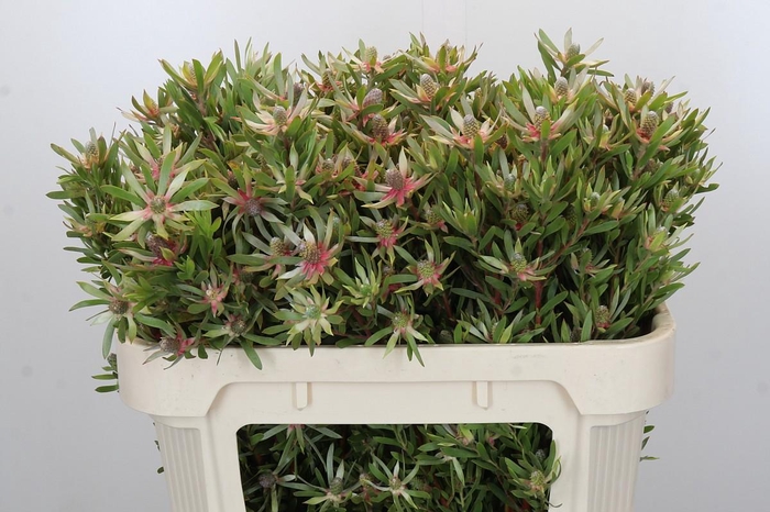 <h4>Leucadendron Ayoba Star Pearl</h4>