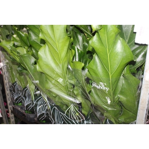 ANTHURIUM PLOWMANII P19