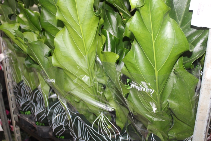<h4>ANTHURIUM PLOWMANII P19</h4>