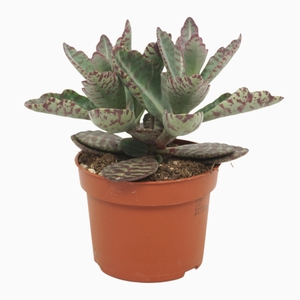 Kalanchoe Partridge