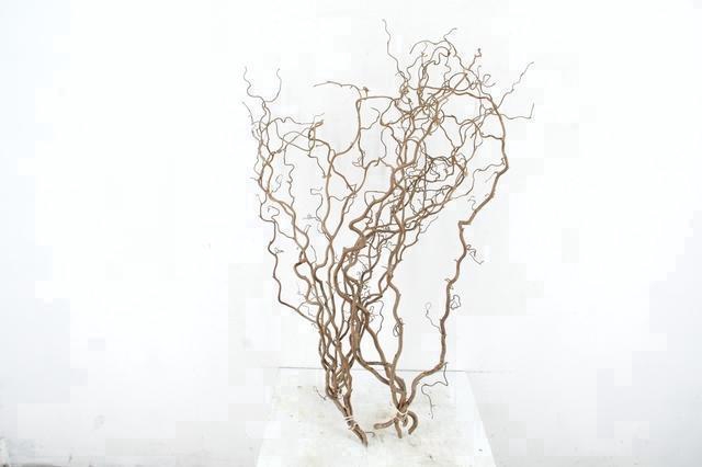 <h4>CORYL AV CONTORTA 2 JARIG 080CM</h4>