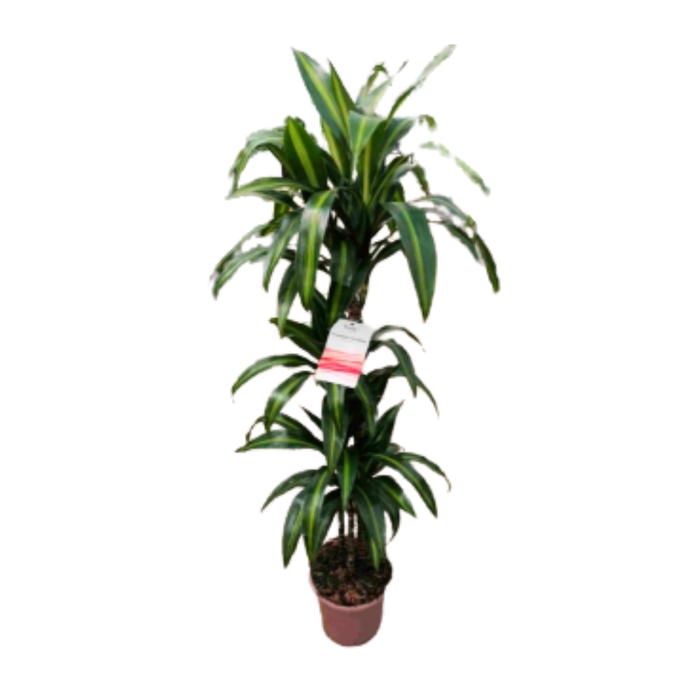 <h4>Dracaena overig</h4>