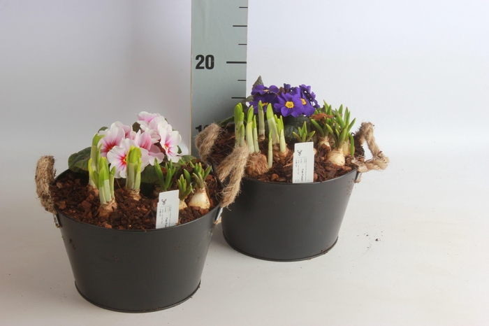 <h4>ARR TUINPLANTEN</h4>