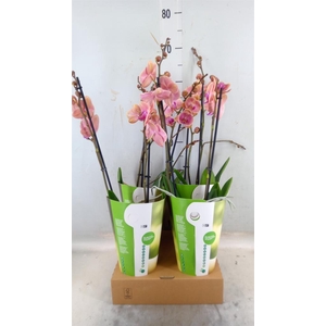 Phalaenopsis   ...orange