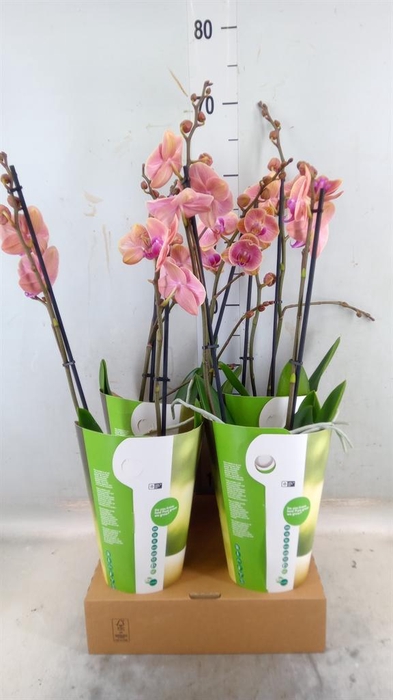 <h4>Phalaenopsis ...orange</h4>