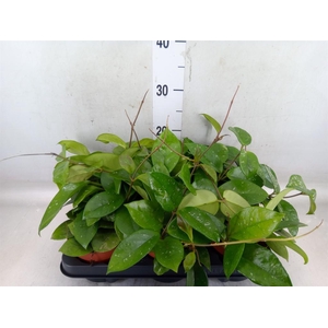 Hoya carnosa 'Freckles Splash'