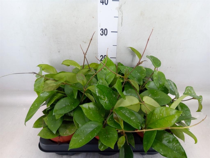 <h4>Hoya carnosa 'Freckles Splash'</h4>