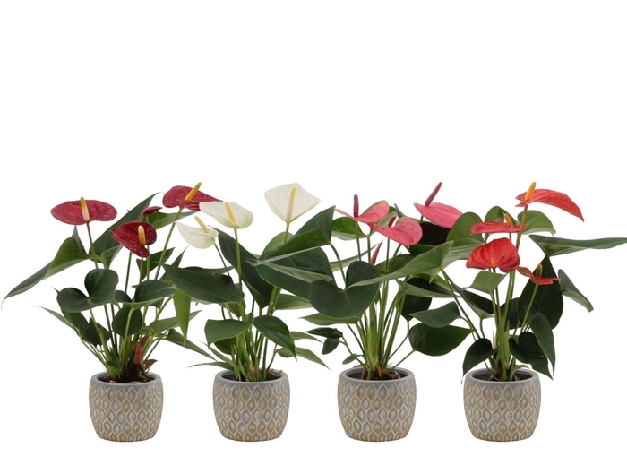 Anthurium 7 cm 4 color mix in Hamburg ceramics
